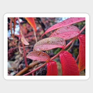 Red Leaves Autumn Mood Sticker